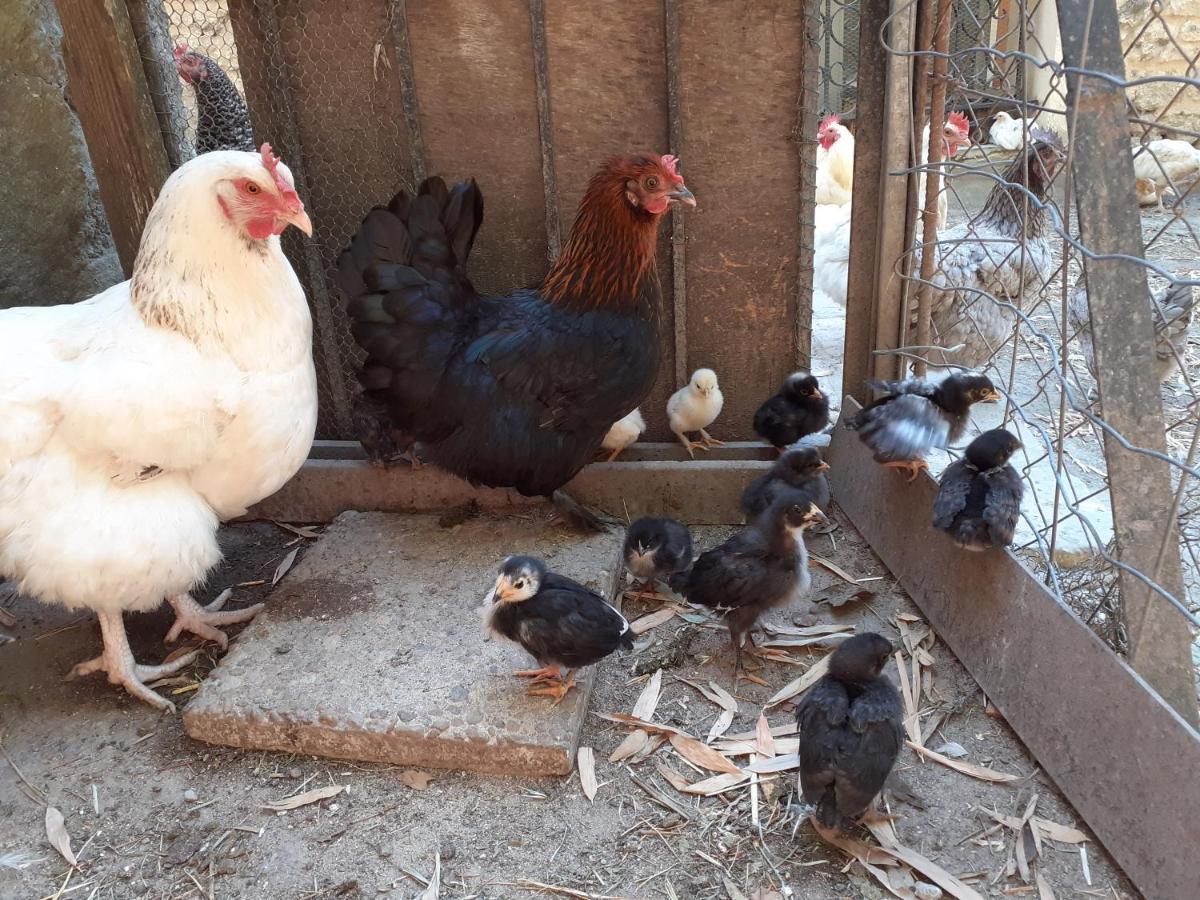 Gite De Leonie Moulin De Tartay En Avignon Buitenkant foto